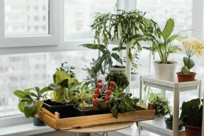 Como cultivar uma horta em casa